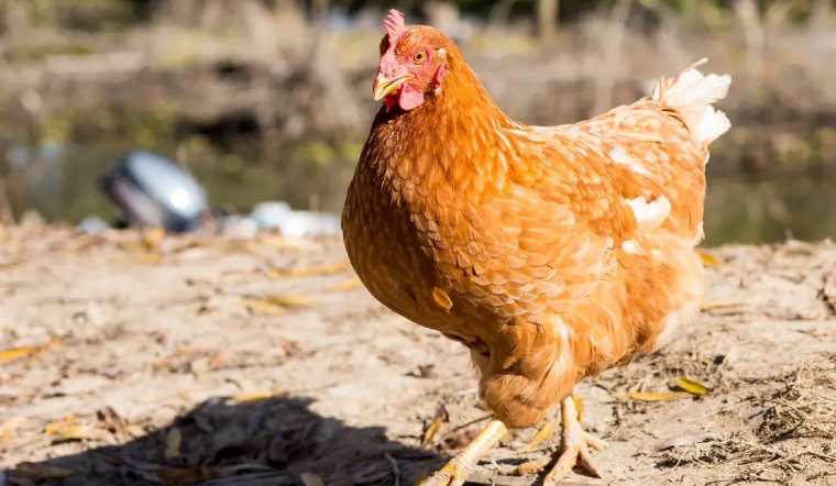 Giá gia cầm hôm nay 18/11/2022: Tiếp tục giữ nguyên giá bán