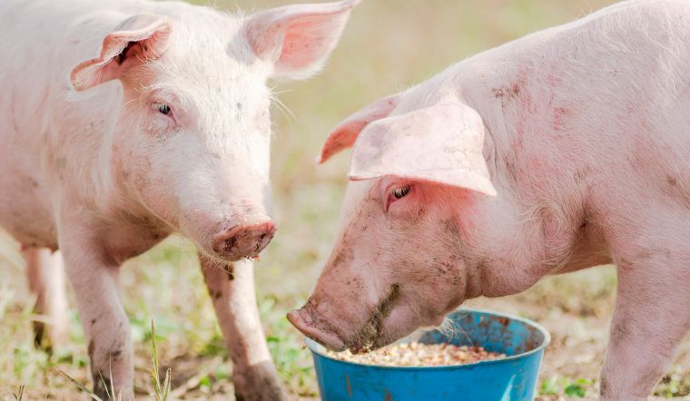 Giá heo hơi hôm nay 18/11/2022: Giảm cao nhất 3.000 đồng/kg