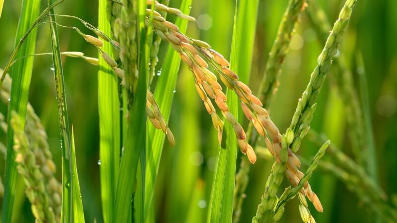 Giá lúa hôm nay 18/11 Giá lúa hôm nay 18/11