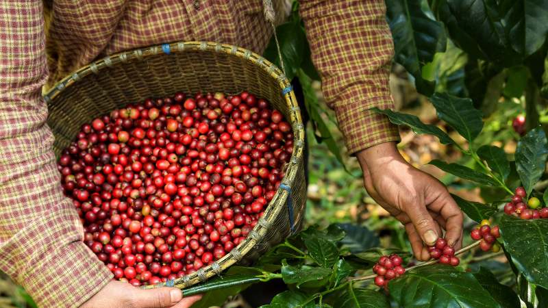 Giá cà phê Robusta giao dịch tại London