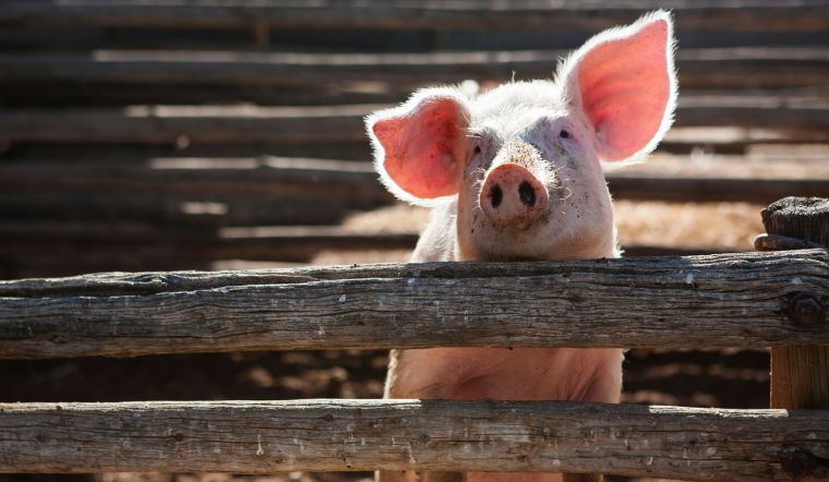 Giá heo hơi hôm nay 19/11/2022: Không ghi nhận nhiều biến động