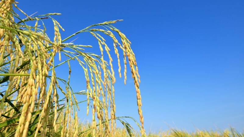 Giá lúa hôm nay 19/11