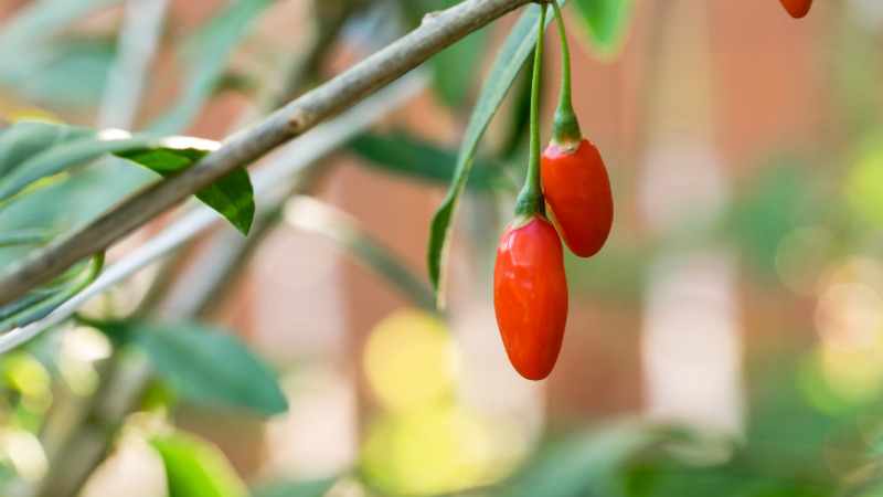 Giá ớt hôm nay 19/11/2022 mới nhất