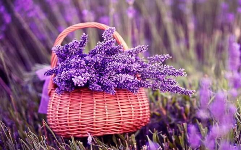 Màu tím của hoa violet cũng như loài hoa này được tượng trưng về tình yêu cao cả, sẵn sàng hy sinh, chờ đợi