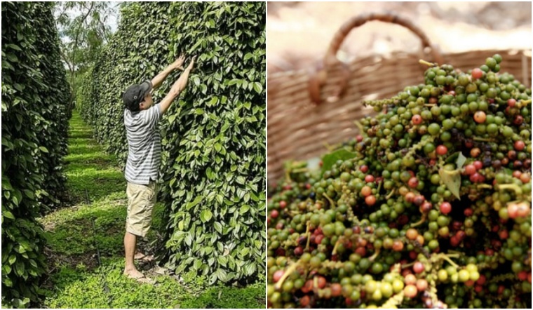 Giá tiêu hôm nay 20/11/2022: Giảm 500 đồng/kg, dao động 58.000-61.500 đồng/kg