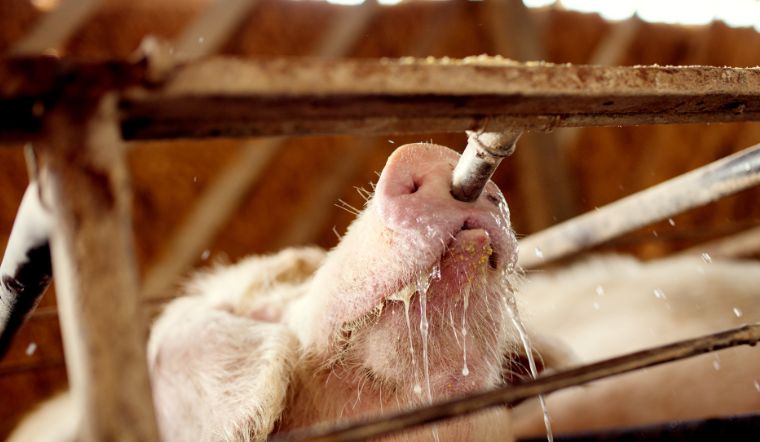 Giá heo hơi hôm nay 21/11/2022: Đi ngang trên diện rộng