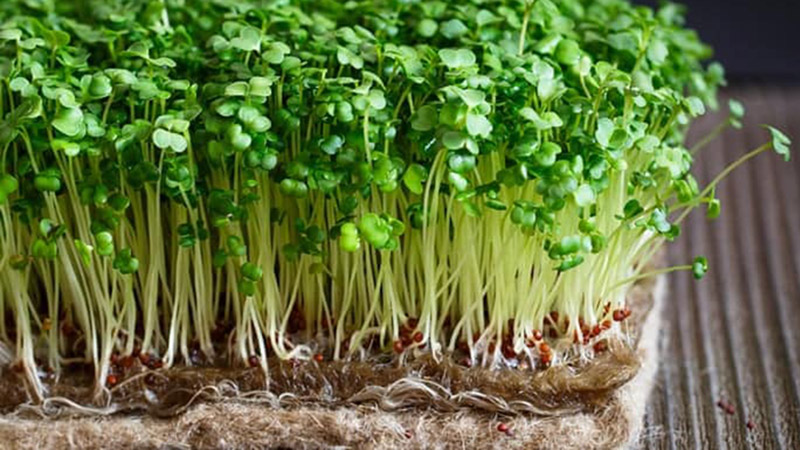 Vi khuẩn Listeria gây ra các tình trạng sảy thai, sinh non đặc biệt nguy hiểm đối với phụ nữ có thai Vi khuẩn Listeria gây ra các tình trạng sảy thai, sinh non đặc biệt nguy hiểm đối với phụ nữ có thai