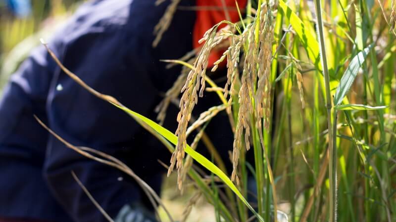 Giá lúa hôm nay 21/11