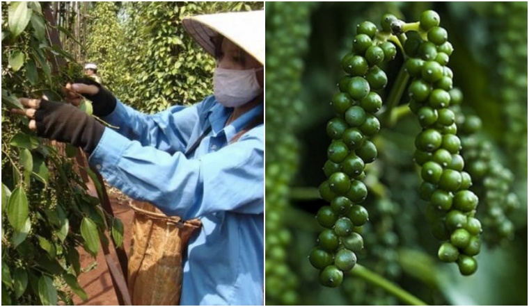 Giá tiêu hôm nay 22/11/2022: Giữ nguyên, dao động 58.000-61.500 đồng/kg