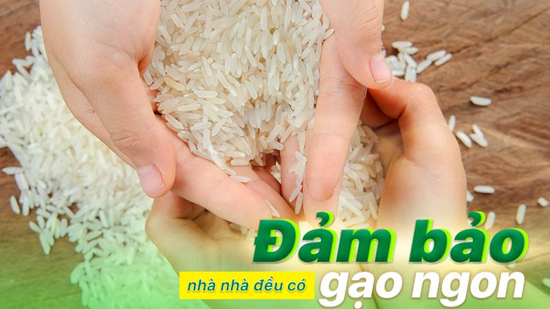Mua gạo An Gia ở đâu chính hãng, giá tốt?