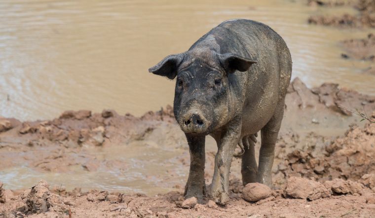 Giá heo hơi hôm nay 22/11/2022: Biến động trái chiều 1.000 - 4.000 đồng/kg