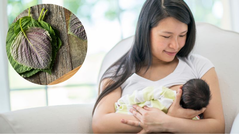 Mẹ sau sinh có nên ăn lá tía tô không?