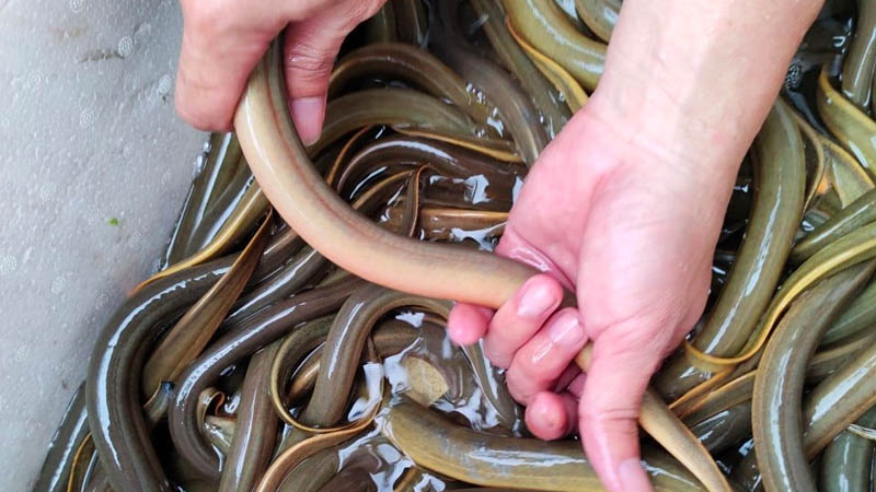 Cách chọn nguyên liệu và lưu ý khi nấu súp lươn