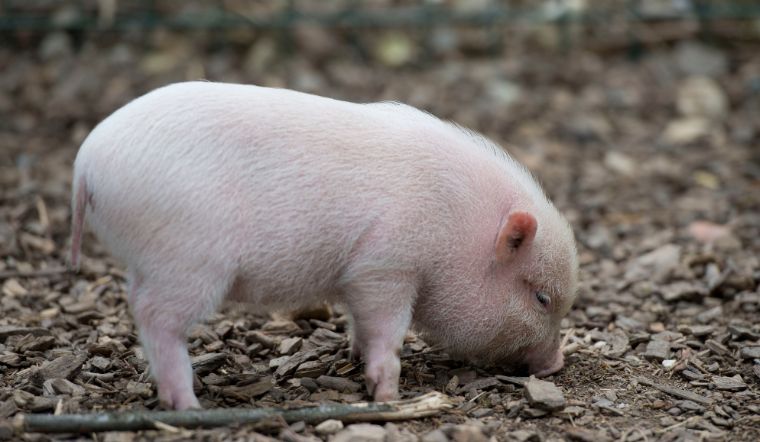 Giá heo hơi hôm nay 23/11/2022: Tăng 1.000 - 3.000 đồng/kg