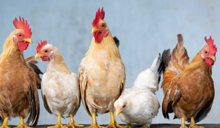 Giá gia cầm hôm nay 23/11/2022: Thêm 1 ngày bình ổn