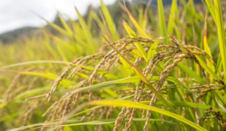 Giá lúa gạo hôm nay 23/11/2022: Đi ngang ở nhiều giống lúa gạo