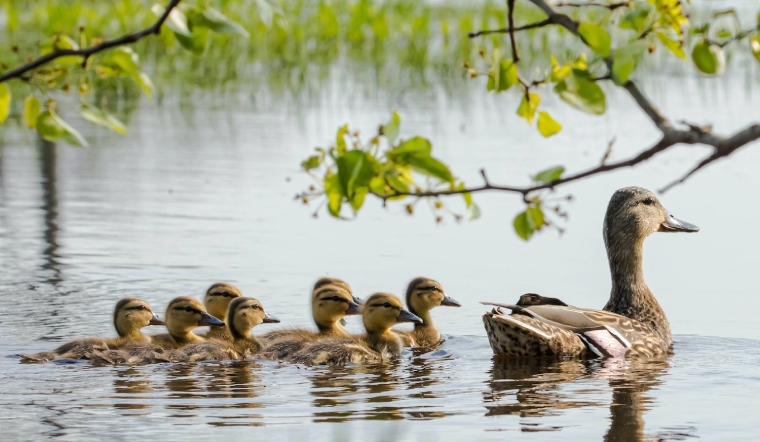 Giá gia cầm hôm nay 24/11/2022: Không có thay đổi