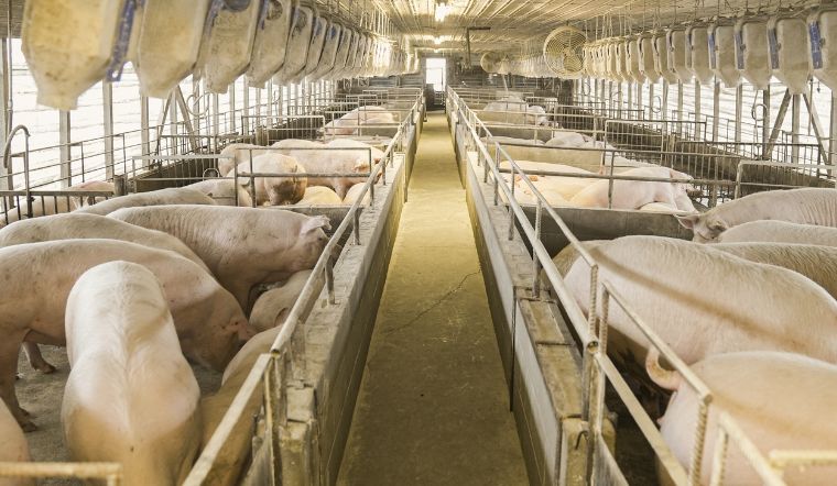 Giá heo hơi hôm nay 24/11/2022: Tăng cao nhất 3.000 đồng/kg