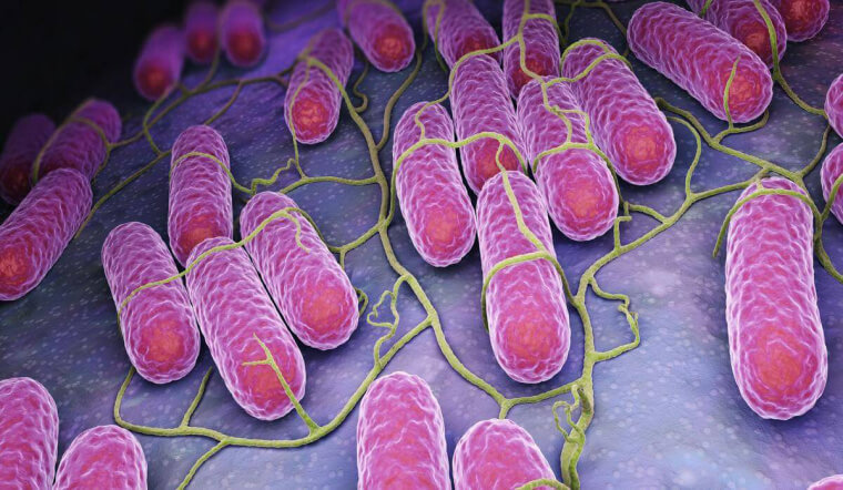 Vi khuẩn Salmonella gây ngộ độc thực phẩm cho trẻ nguy hiểm ra sao?