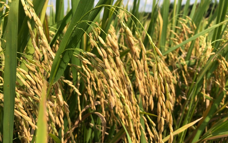 Giá lúa hôm nay 25/11 Giá lúa hôm nay 25/11