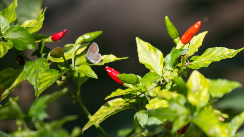 Giá ớt hôm nay 25/11/2022 mới nhất