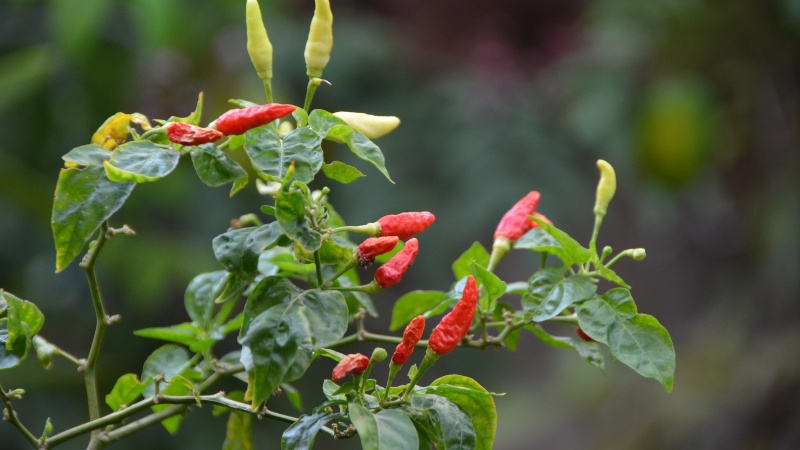 Giá ớt hôm nay 25/11/2022 mới nhất