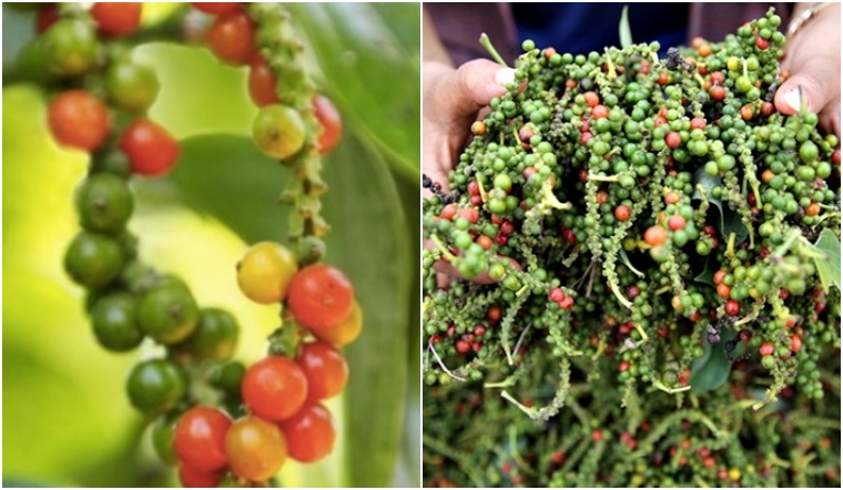 Giá tiêu hôm nay 26/11/2022: Đi ngang, dao động 58.500-62.000 đồng/kg