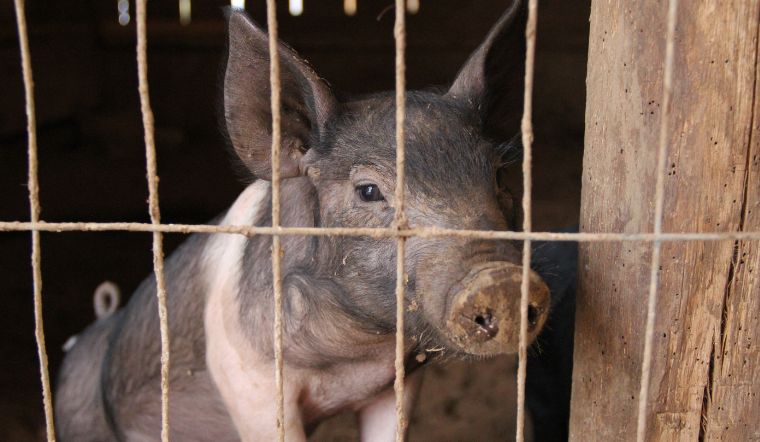 Giá heo hơi hôm nay 26/11/2022: Tăng nhẹ ở một vài nơi