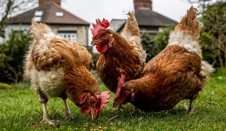 Giá gia cầm hôm nay 26/11/2022: Duy trì giá bán tương tự hôm qua