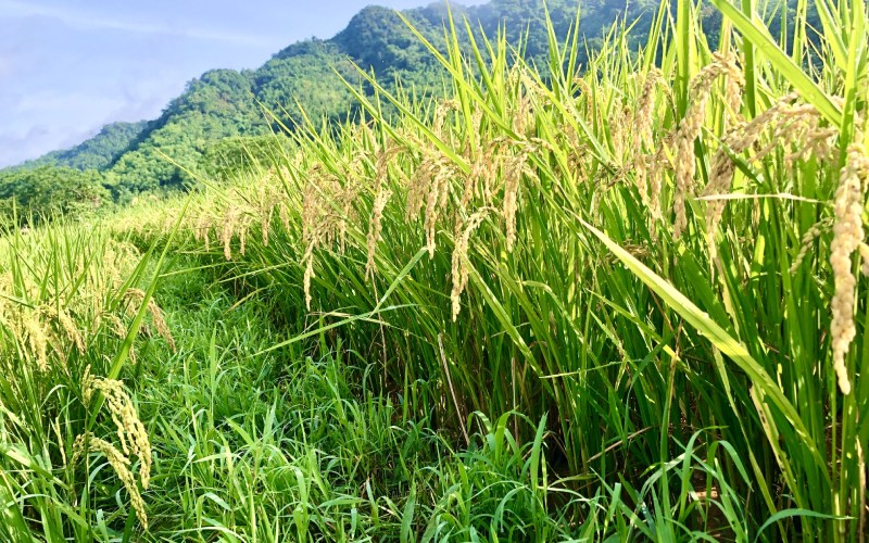 Giá lúa hôm nay 26/11