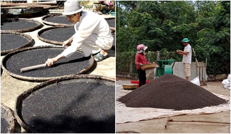 Giá tiêu hôm nay 27/11/2022: Giữ nguyên, dao động 58.500-62.000 đồng/kg
