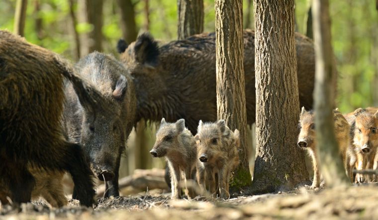 Giá heo hơi hôm nay 28/11/2022: Đồng loạt đi ngang