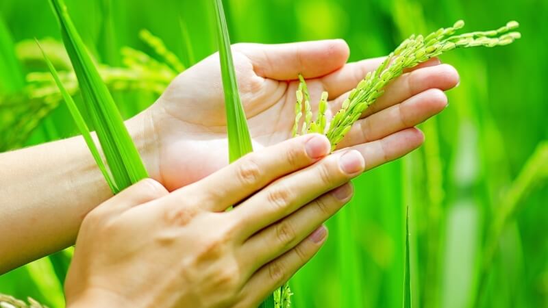 Giá lúa hôm nay 28/11