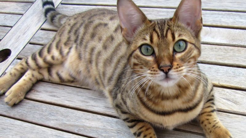 Mèo Bengal: Nguồn gốc, đặc điểm, cách nuôi, giá bán