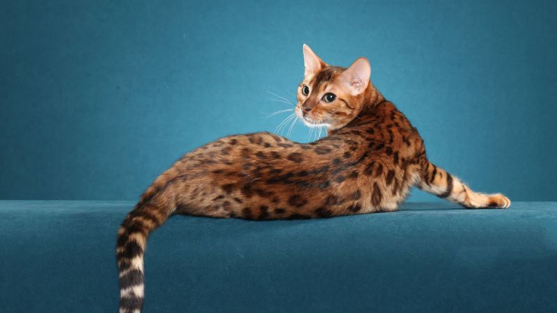 Đặc điểm tính cách của mèo Bengal