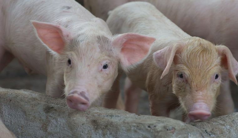 Giá heo hơi hôm nay 29/11/2022: Tăng - giảm không đồng nhất