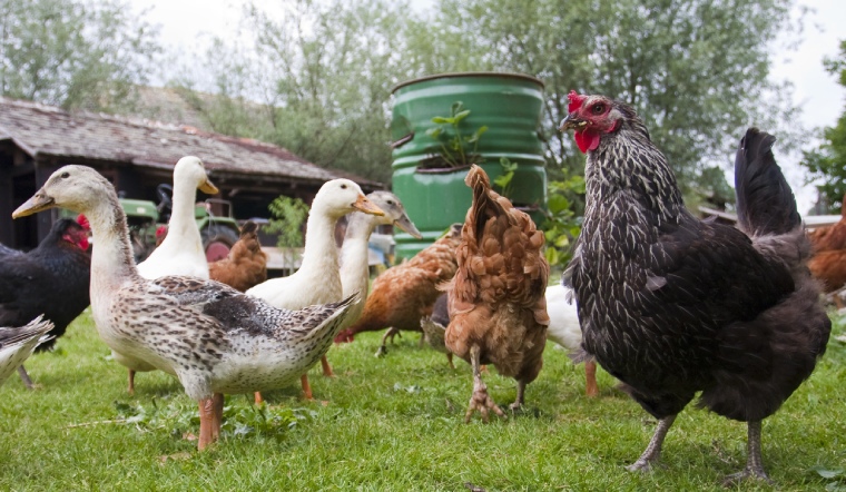 Giá gia cầm hôm nay 29/11/2022: Thêm 1 ngày chững giá