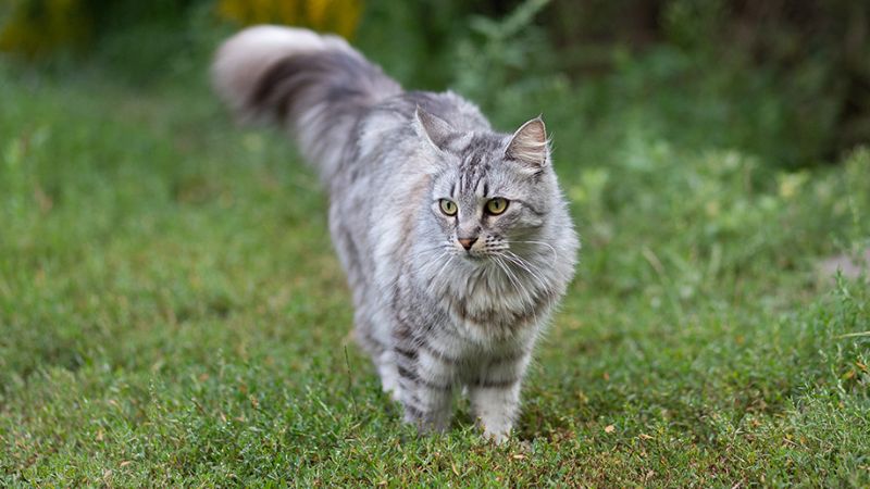 Đặc điểm tính cách của mèo Maine Coon