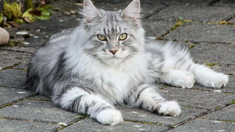Mèo Maine Coon: Nguồn gốc, đặc điểm, cách nuôi, giá bán