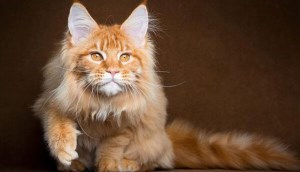 Mèo Maine Coon: Nguồn gốc, đặc điểm, cách nuôi, giá bán