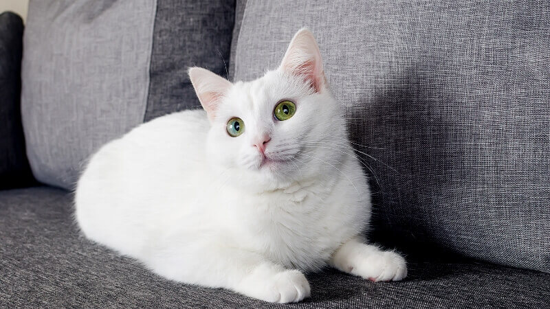 The Turkish Angora cat is a domestic cat with a soft, smooth coat and often has a beautiful white color, so it is chosen by many people as a pet. If you are intending to raise a Turkish Angora cat, then check out this article to know about the origin, care and price of the Turkish Angora cat before adopting it!