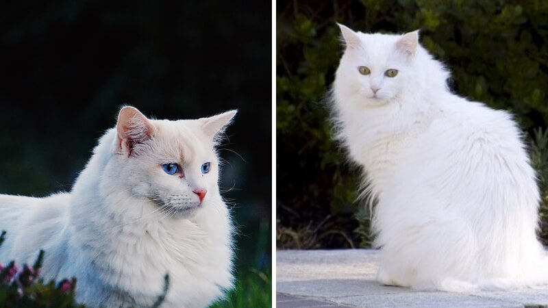 Đặc điểm ngoại hình mèo Angora Thổ Nhĩ Kỳ