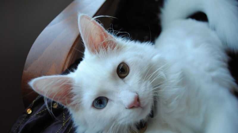 Đặc điểm tính cách của mèo Angora Thổ Nhĩ Kỳ