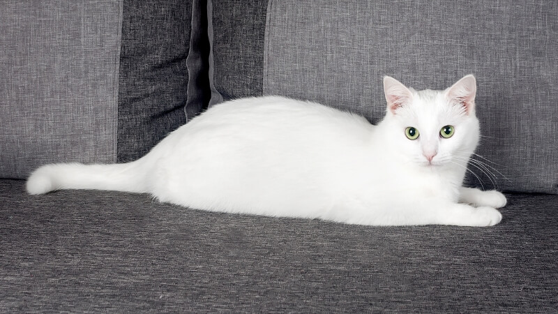 Experience buying Turkish Angora cats