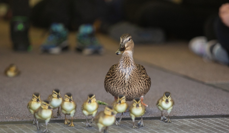 Giá gia cầm hôm nay 30/11/2022: Bình ổn ngày cuối tháng