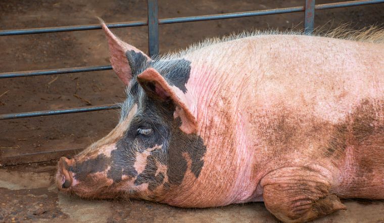Giá heo hơi hôm nay 30/11/2022: Đồng loạt đứng yên trên cả nước