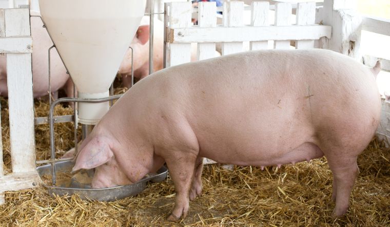 Giá heo hơi hôm nay 1/12/2022: Tiếp tục đi ngang ở cả ba miền