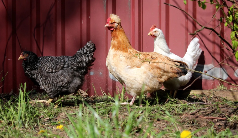 Giá gia cầm hôm nay 01/12/2022: Khởi động tháng mới yên ắng