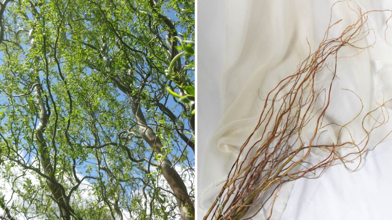 Cành liễu (Salix) có tên tiếng anh là Curly Willow