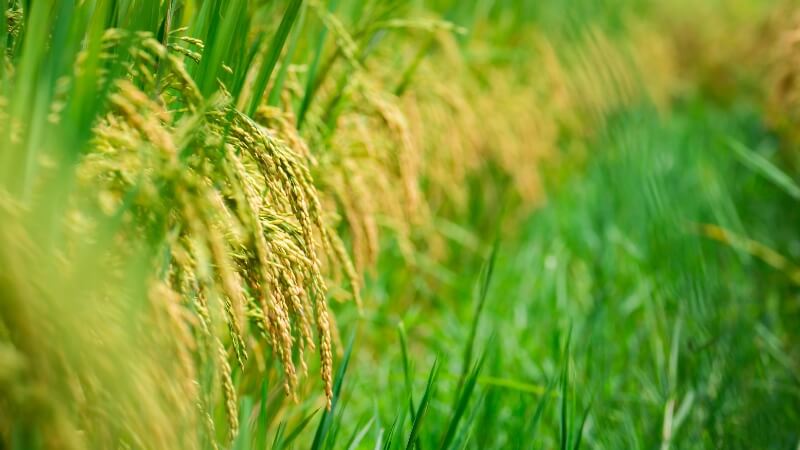 Giá lúa hôm nay 1/12 Giá lúa hôm nay 1/12